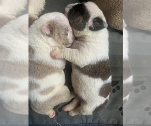 English Bulldog Puppy for Sale in AUTRYVILLE, North Carolina USA