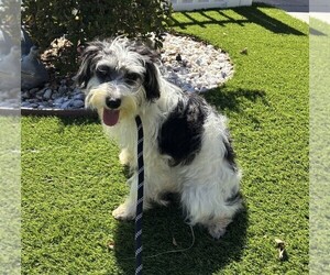 Medium Schnauzer (Miniature)