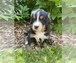 Puppy Oak Bernese Mountain Dog