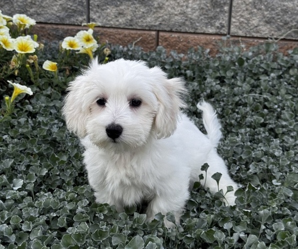 Medium Photo #5 Coton de Tulear Puppy For Sale in CANOGA, NY, USA