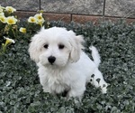Small #4 Coton de Tulear