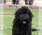 Small #2 Mutt