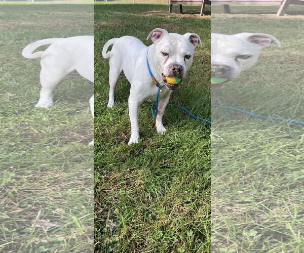 Medium Photo #1 Argentinian Mastiff-Eurasier Mix Puppy For Sale in Front Royal, VA, USA