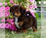 Small Photo #4 Bernedoodle (Miniature) Puppy For Sale in NAPPANEE, IN, USA