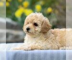 Small Photo #2 Bichpoo Puppy For Sale in GORDONVILLE, PA, USA