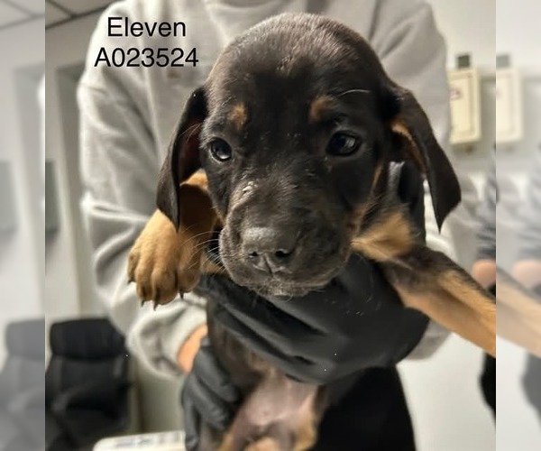 Medium Photo #6 Boxer-Unknown Mix Puppy For Sale in Mooresville, NC, USA