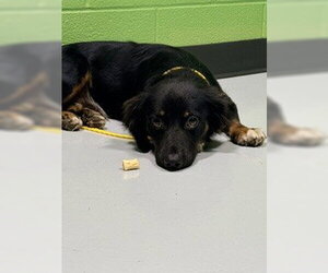 Australian Shepherd-Unknown Mix Dogs for adoption in Temple, TX, USA