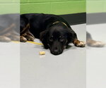 Small Australian Shepherd Mix