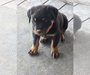 Rottweiler Puppy for sale in BILLINGS, MT, USA