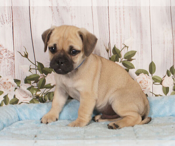 Medium Photo #1 Jug Puppy For Sale in PENNS CREEK, PA, USA