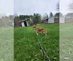 Small #5 Saluki-Whippet Mix