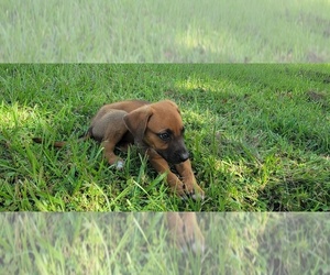 Australian Shepherd-Black Mouth Cur Mix Puppy for sale in LAKELAND, FL, USA