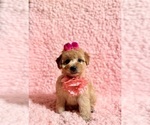 Small #2 Poodle (Toy)