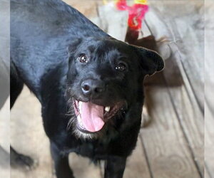 Millie - Female Mutt Dog for Adoption - Photo #3
