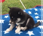 Small Photo #5 Alaskan Klee Kai Puppy For Sale in WINCHESTER, OH, USA