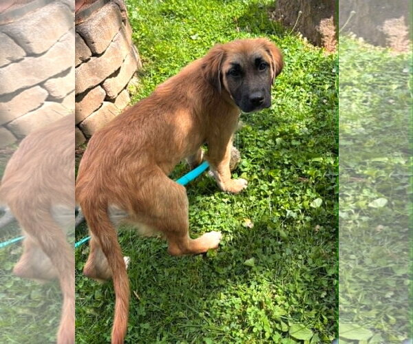 Medium Photo #4 Mutt Puppy For Sale in MECHANICSBURG, PA, USA