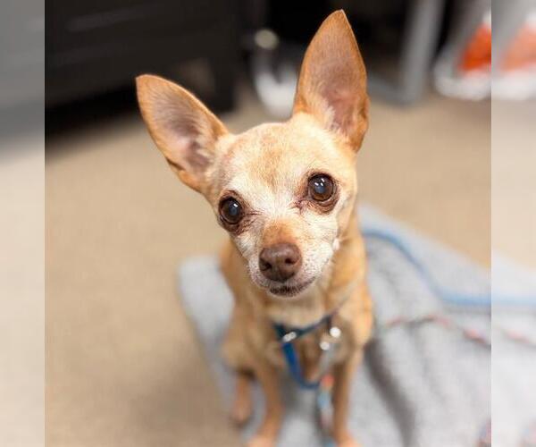 Medium Photo #1 Chihuahua Puppy For Sale in Aurora, CO, USA