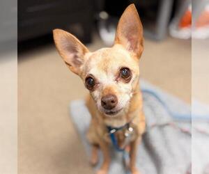 Chihuahua Dogs for adoption in Aurora, CO, USA