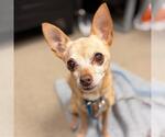 COOKIE - Female Chihuahua Dog for Adoption - Small photo
