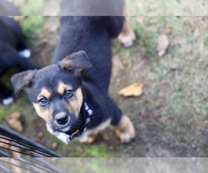 Edward - Male Mutt Dog for Adoption - Photo #4