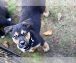 Small Photo #4 Mutt Puppy For Sale in Duluth, MN, USA
