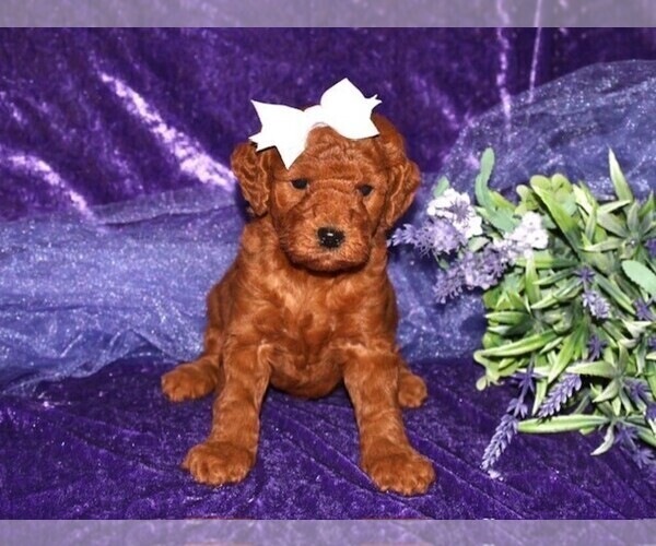 Medium Photo #2 Goldendoodle (Miniature) Puppy For Sale in LIBERAL, MO, USA