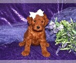 Small #1 Goldendoodle (Miniature)