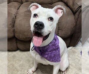 American Pit Bull Terrier-Unknown Mix Dogs for adoption in Kansas City, MO, USA