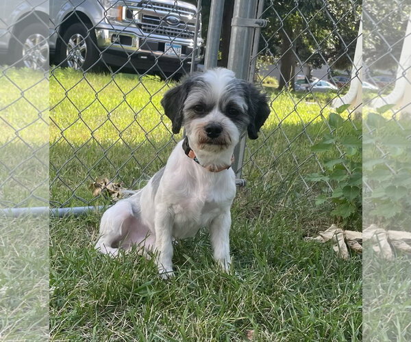 Medium Photo #4 Schweenie Puppy For Sale in Brooklyn Center, MN, USA