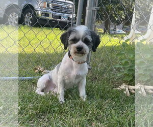Sir - Male Schweenie Dog for Adoption - Photo #4