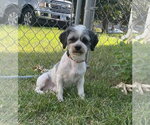 Small Photo #4 Schweenie Puppy For Sale in Brooklyn Center, MN, USA