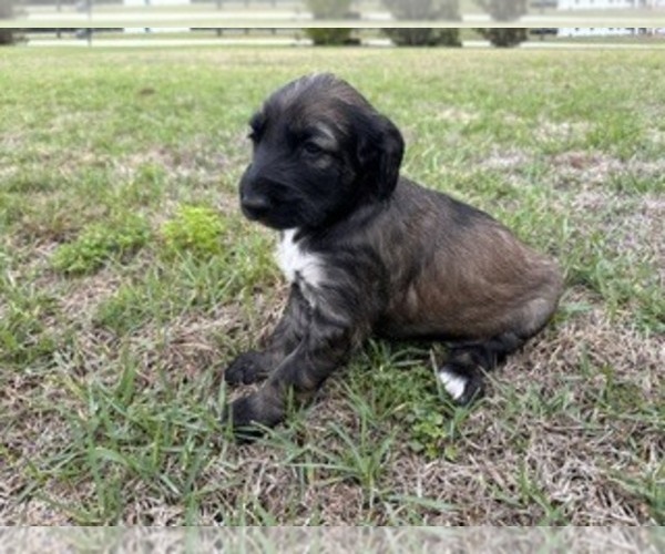 Medium Photo #3 Afghan Hound Puppy For Sale in VIDALIA, GA, USA