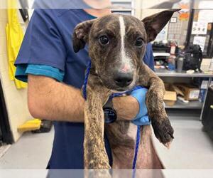 American Pit Bull Terrier-Pointer Mix Dogs for adoption in Waco, TX, USA