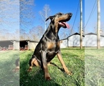 Small Photo #3 Doberman Pinscher Puppy For Sale in NEWTON, NC, USA