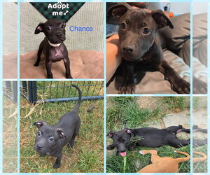 Mutt Dogs for adoption in Blacksburg, SC, USA