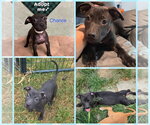Chance - Male Mutt Dog for Adoption - Small photo