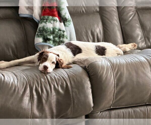 Medium Photo #6 Brittany Puppy For Sale in Curwensville, PA, USA