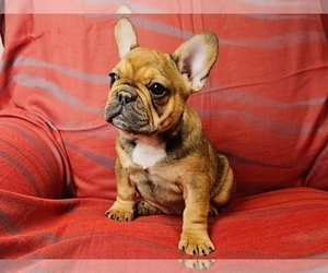 French Bulldog Puppy for sale in PROVIDENCE, RI, USA