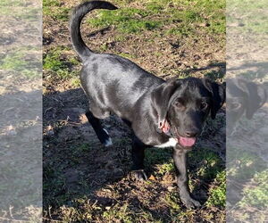 Tippy - Female Mutt Dog for Adoption - Photo #6