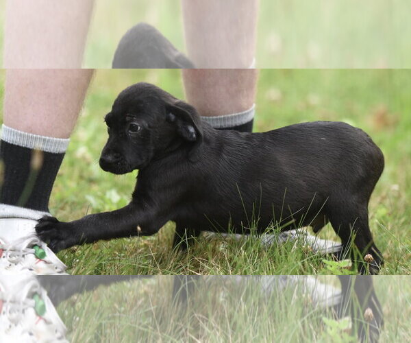 Medium Photo #6 Retriever -Unknown Mix Puppy For Sale in Mechanicsburg, PA, USA