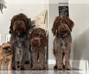 Mother of the Wirehaired Pointing Griffon puppies born on 02/24/2025