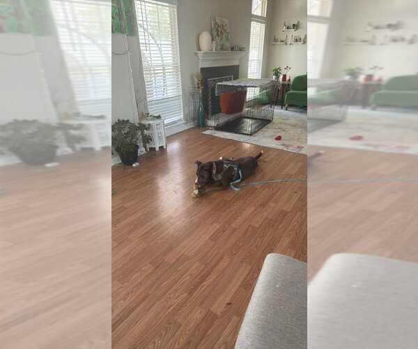 Medium Photo #4 Mutt Puppy For Sale in Greensboro, NC, USA