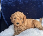 Small #6 Goldendoodle (Miniature)