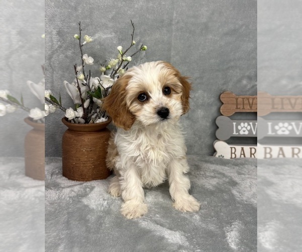 Medium Photo #2 Cavapoo (Standard) Puppy For Sale in GREENFIELD, IN, USA