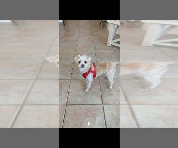 Medium Photo #1 Shih Tzu-Unknown Mix Puppy For Sale in oakland, FL, USA