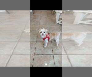 Shih Tzu-Unknown Mix Dogs for adoption in oakland, FL, USA