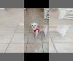 Small Shih Tzu Mix