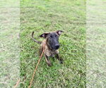 Small Photo #4 Holland Shepherd-Plott Hound Mix Puppy For Sale in Virginia Beach, VA, USA