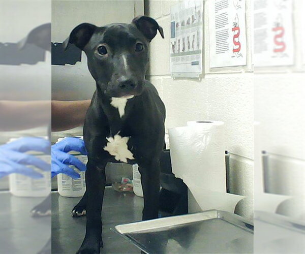 Medium Photo #1 Mutt Puppy For Sale in Fayetteville, NC, USA