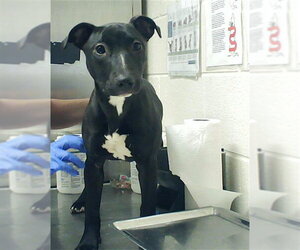 Mutt Dogs for adoption in Fayetteville, NC, USA